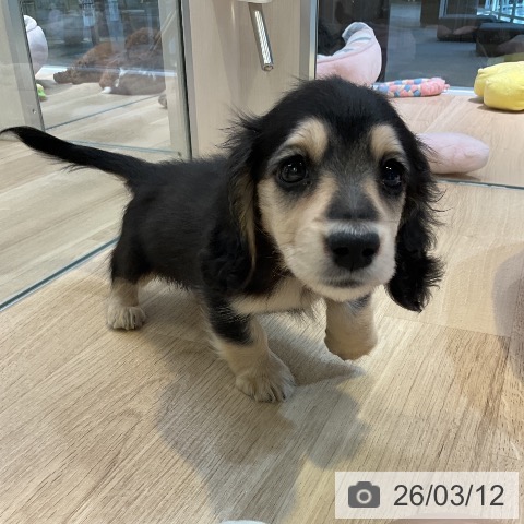 ミニチュア・ダックスフンドの写真