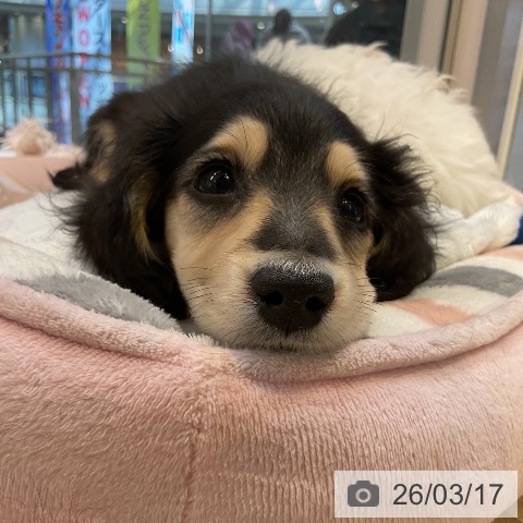 愛知県のミニチュアダックスフンド(ロング) (ペットプラス 岡崎店/2026年1月8日生まれ/男の子/ブラックイエロー)の子犬の4枚目の画像