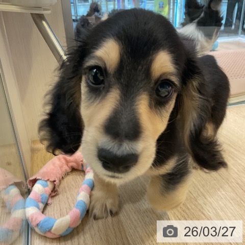 愛知県のミニチュアダックスフンド(ロング) (ペットプラス 岡崎店/2026年1月8日生まれ/男の子/ブラックイエロー)の子犬の3枚目の画像