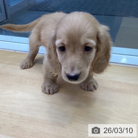 ミニチュア・ダックスフンドの写真