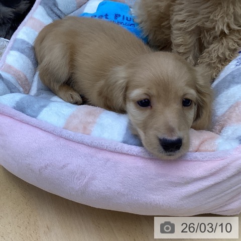 ミニチュア・ダックスフンドの写真