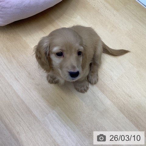 ミニチュア・ダックスフンドの写真