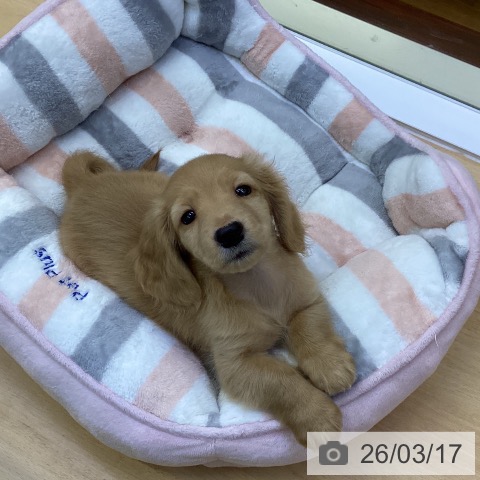 香川県のミニチュアダックスフンド(ロング) (ペットプラス 綾川店/2026年1月8日生まれ/男の子/イエロー)の子犬の3枚目の画像