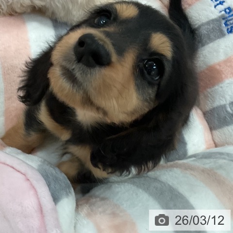 ミニチュア・ダックスフンドの写真