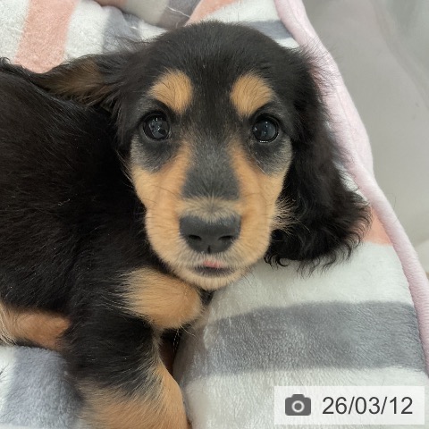 ミニチュア・ダックスフンドの写真