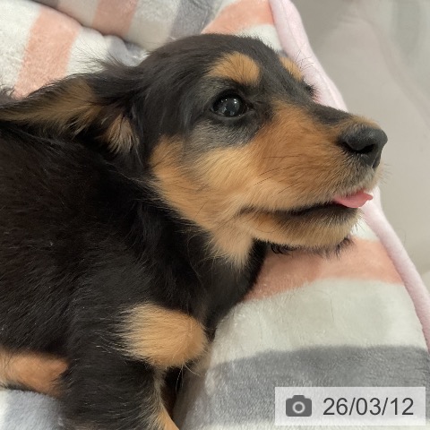 ミニチュア・ダックスフンドの写真