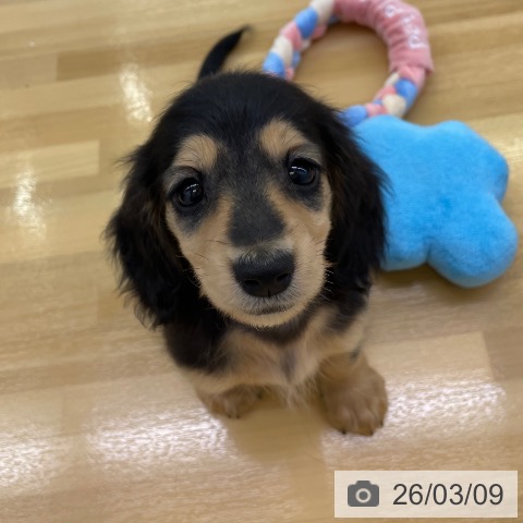 ミニチュア・ダックスフンドの写真