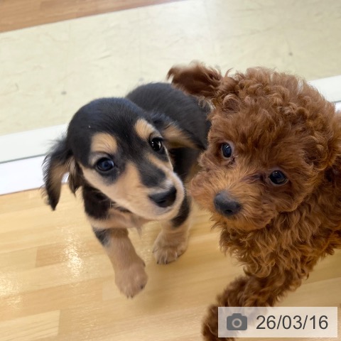 香川県のミニチュアダックスフンド(ロング) (ペットプラス 高松店/2026年1月8日生まれ/女の子/ブラックタン)の子犬の4枚目の画像