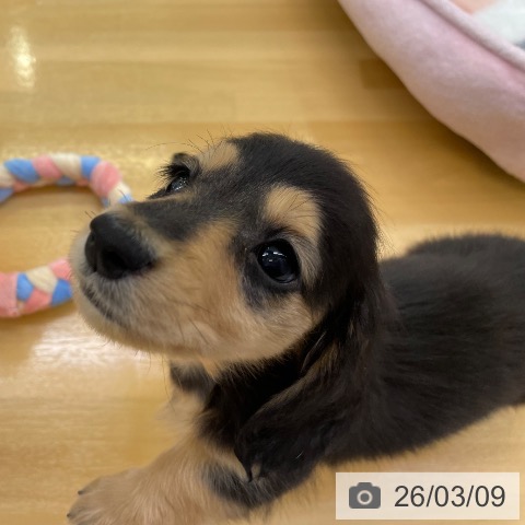 ミニチュア・ダックスフンドの写真