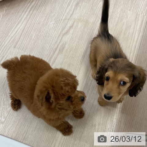 ミニチュア・ダックスフンドの写真