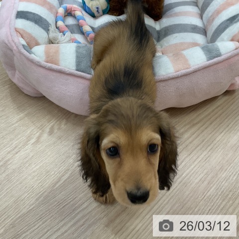 ミニチュア・ダックスフンドの写真