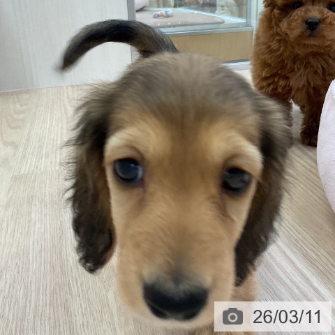 ミニチュア・ダックスフンドの写真