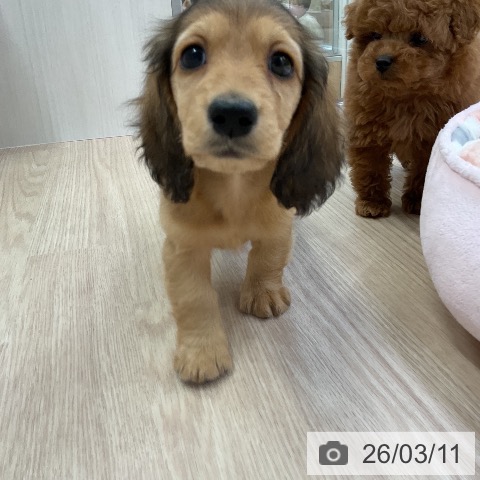 ミニチュア・ダックスフンドの写真