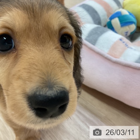 ミニチュア・ダックスフンドの写真