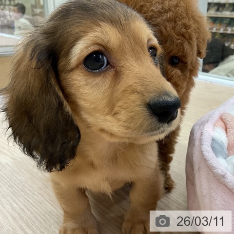 ミニチュア・ダックスフンドの写真