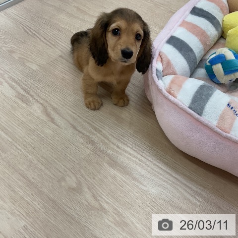 ミニチュア・ダックスフンドの写真