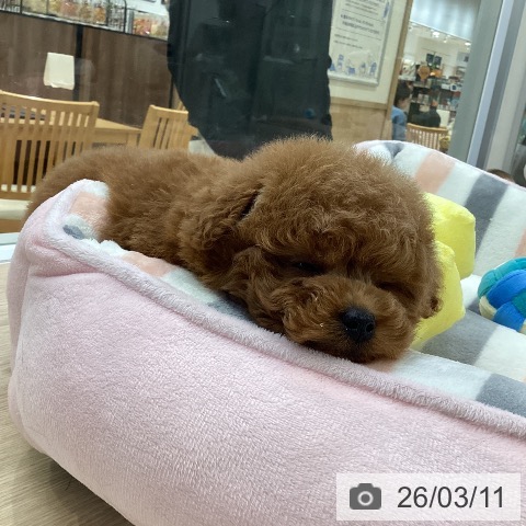 トイ・プードルの写真