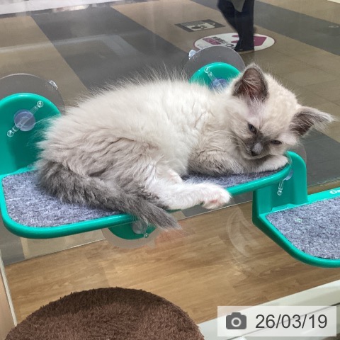 ラグドールの写真