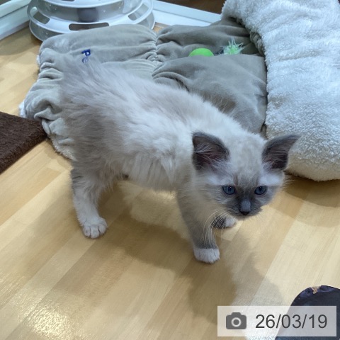 ラグドールの写真