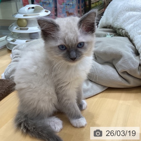 ラグドールの写真