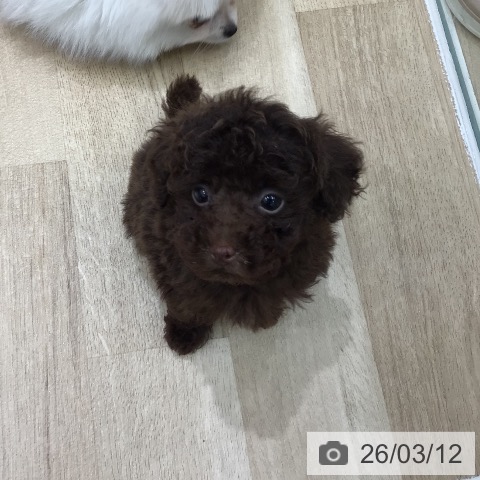 トイ・プードルの写真