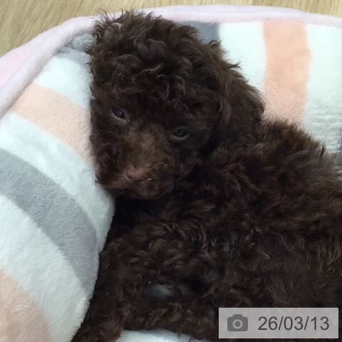 岐阜県のトイプードル(トイ) (ペットプラス 各務原店/2026年1月8日生まれ/男の子/ブラウン)の子犬の4枚目の画像