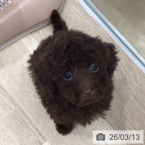 岐阜県のトイプードル(トイ) (ペットプラス 各務原店/2026年1月8日生まれ/男の子/ブラウン)の子犬の3枚目の画像
