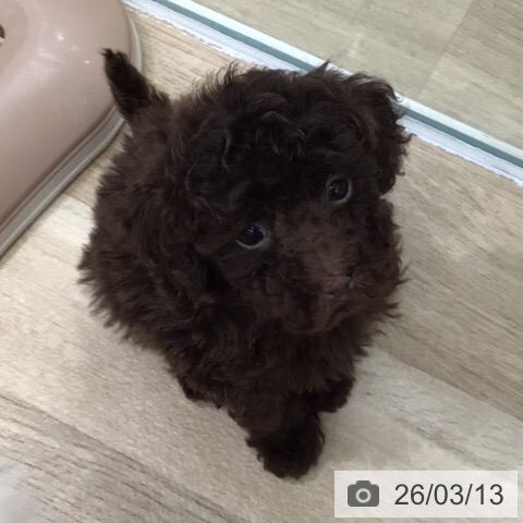 岐阜県のトイプードル(トイ) (ペットプラス 各務原店/2026年1月8日生まれ/男の子/ブラウン)の子犬の2枚目の画像