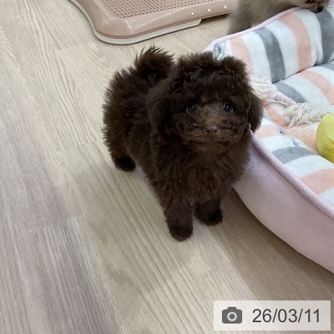 トイ・プードルの写真