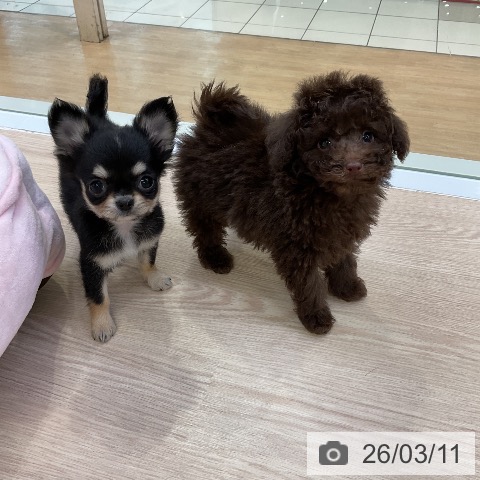 トイ・プードルの写真