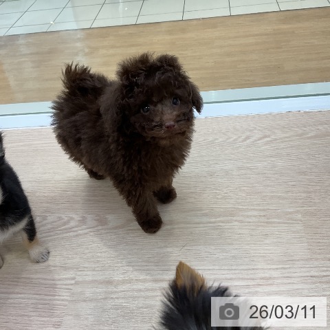 トイ・プードルの写真