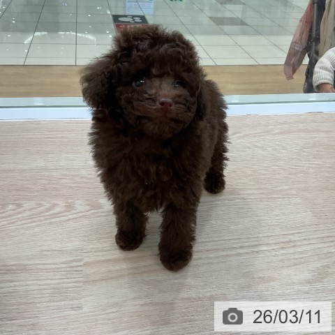 トイ・プードルの写真