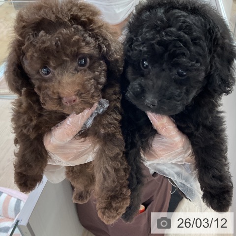 トイ・プードルの写真