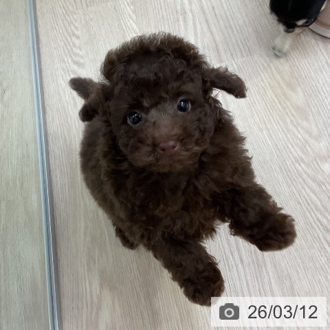 トイ・プードルの写真