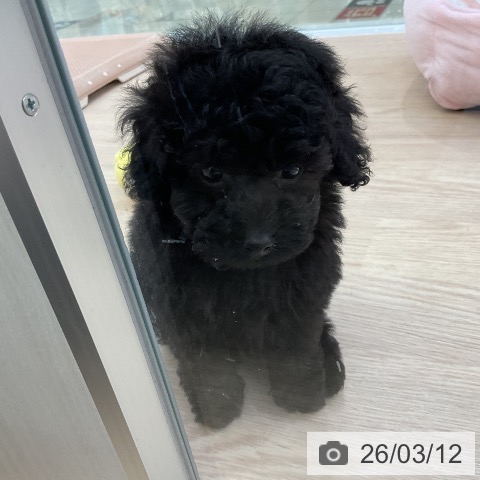 トイ・プードルの写真