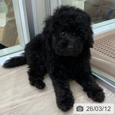 トイ・プードルの写真