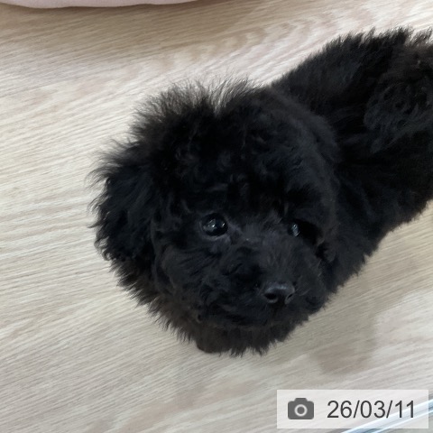 トイ・プードルの写真