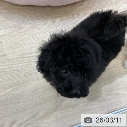 トイ・プードルの写真