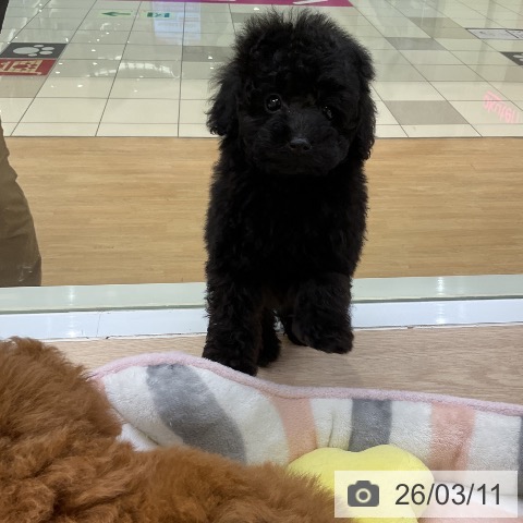 トイ・プードルの写真