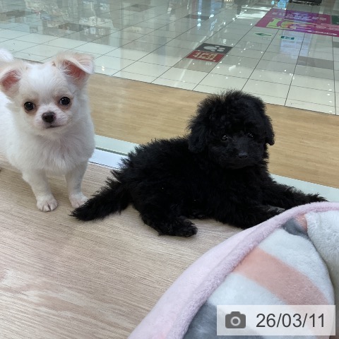 トイ・プードルの写真