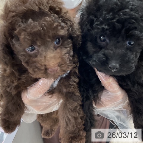 トイ・プードルの写真