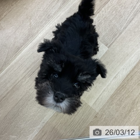 ミニチュア・シュナウザーの写真