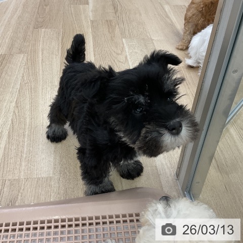 愛知県のミニチュアシュナウザー (ペットプラス mozoワンダーシティ店/2026年1月8日生まれ/男の子/ブラックシルバー)の子犬の3枚目の画像