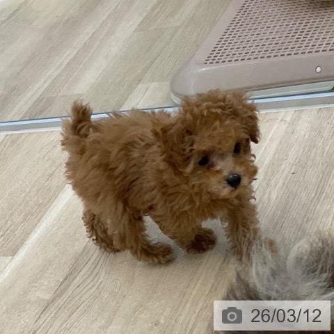 トイ・プードルの写真