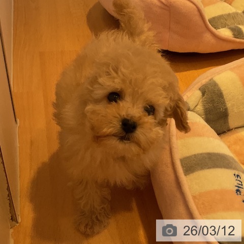 トイ・プードルの写真