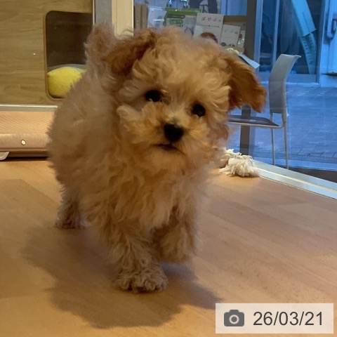 三重県のトイプードル(トイ) (ペットプラス 東員店/2026年1月4日生まれ/女の子/アプリコット)の子犬の4枚目の画像
