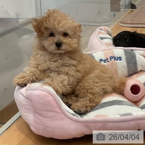 三重県のトイプードル(トイ) (ペットプラス 東員店/2026年1月4日生まれ/女の子/アプリコット)の子犬の4枚目の画像