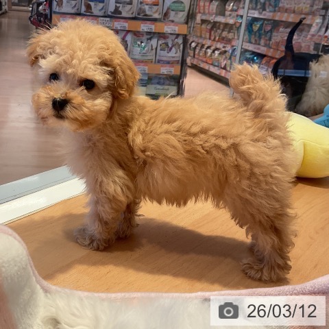 トイ・プードルの写真