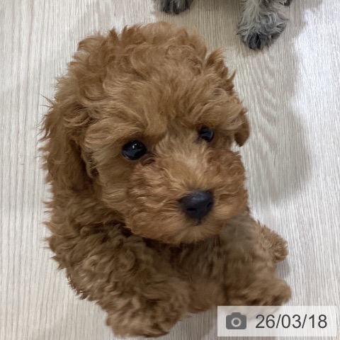 富山県のトイプードル(トイ) (ペットプラス 高岡店/2026年1月7日生まれ/男の子/オレンジフォーン)の子犬の4枚目の画像