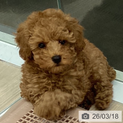 富山県のトイプードル(トイ) (ペットプラス 高岡店/2026年1月7日生まれ/男の子/オレンジフォーン)の子犬の3枚目の画像